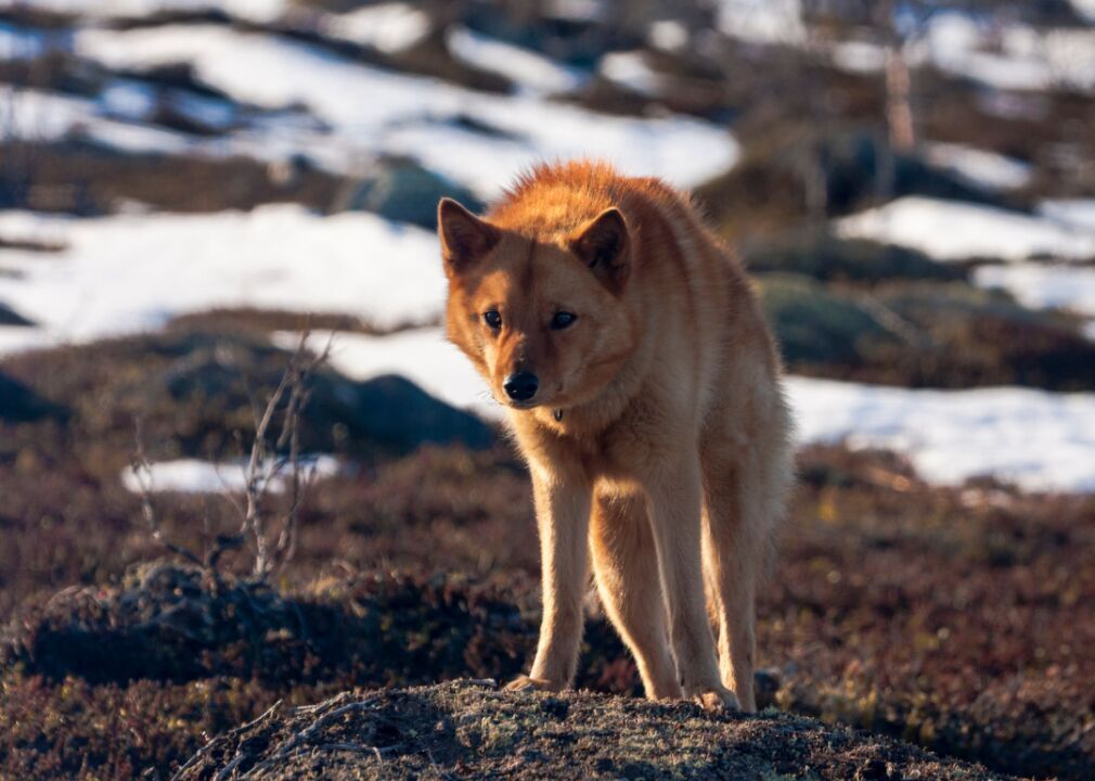 #7. Finnish spitz